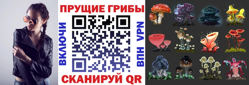 Купить  Тотьма  Псилоцибиновые грибы прущие грибы 